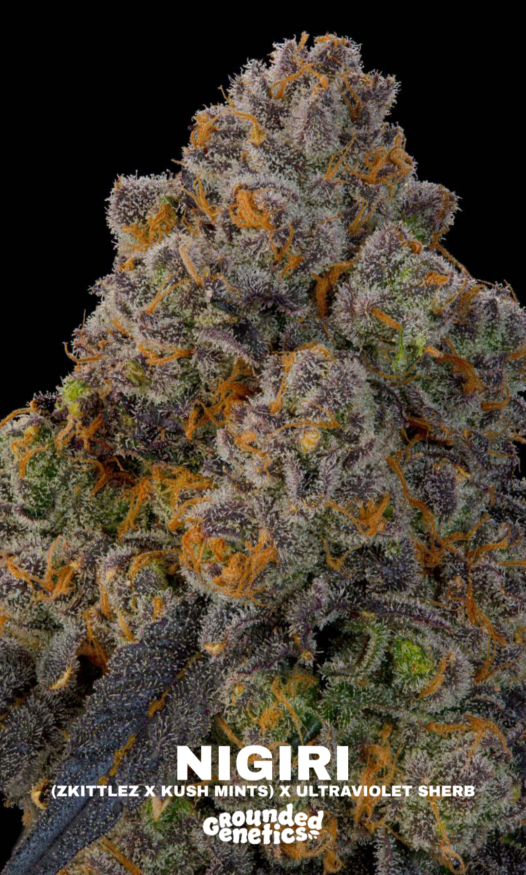 Nigiri ((Z x Kush Mints) x Ultraviolet Sherb) 8 seeds + 4 freebies