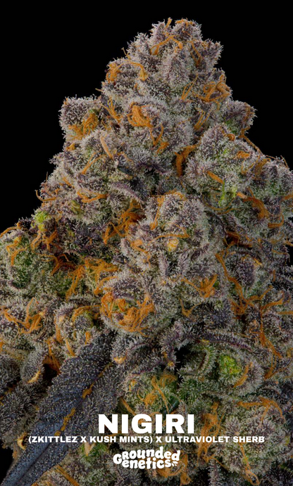 Nigiri ((Z x Kush Mints) x Ultraviolet Sherb) 8 seeds + 4 freebies