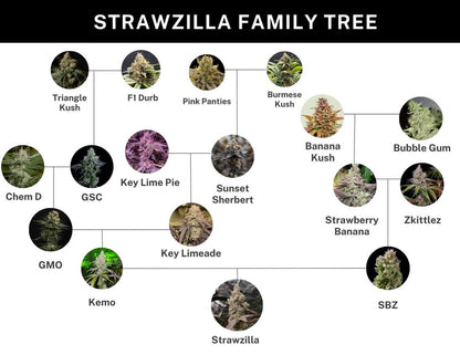 STRAWZILLA (Kemo (Key Limeade × GMO) × (Strawberry Banana × Z)) 6 seeds + 3 Sour Diesel x Zoda