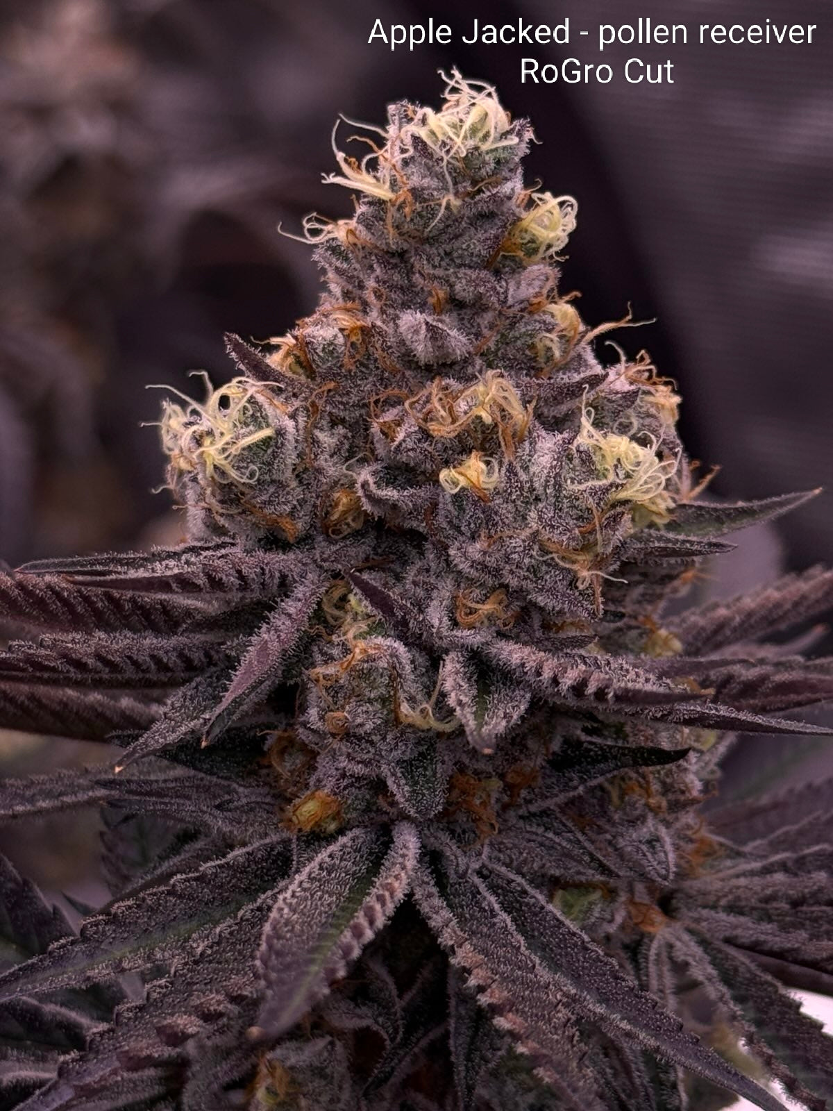 Dalai Crisp (Apple Jacked (RoGro Cut) x Double Dalai F5) (REGS) 10 seeds