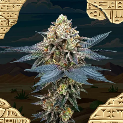 Picchu (Bingsu x Peach Ozz) Feminized seeds x6