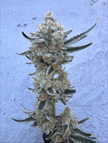 35K (Permanent Chimera #35 x Kush n Keyz #13) 10 seeds