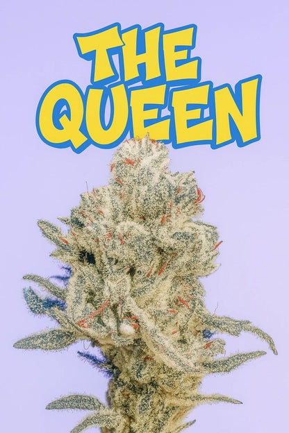 The Queen S1 10+ feminized seeds