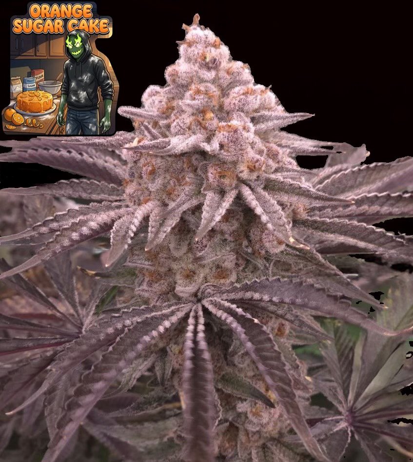 Orange Sugar Cake (Wildberry Cake x Frozen Trop Cherry) 5 seeds + 2 Blue Maraschino