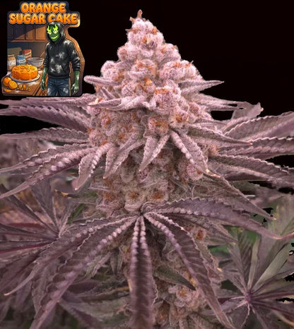 Orange Sugar Cake (Wildberry Cake x Frozen Trop Cherry) 5 seeds + 2 Blue Maraschino