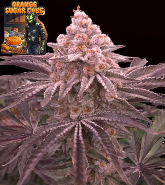 Orange Sugar Cake (Wildberry Cake x Frozen Trop Cherry) 5 seeds + 2 Blue Maraschino