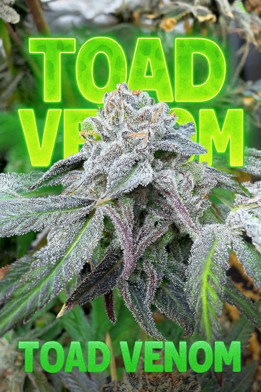 Toad Venom s1 (Animal Face x SinMint Cookies) 10 seeds
