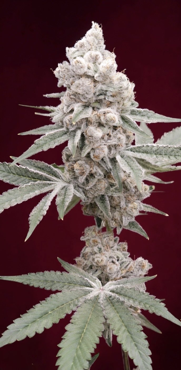 Frozen Trop Cherry S1 (Frozen Trop Cherry x Frozen Trop Cherry) 5 seeds