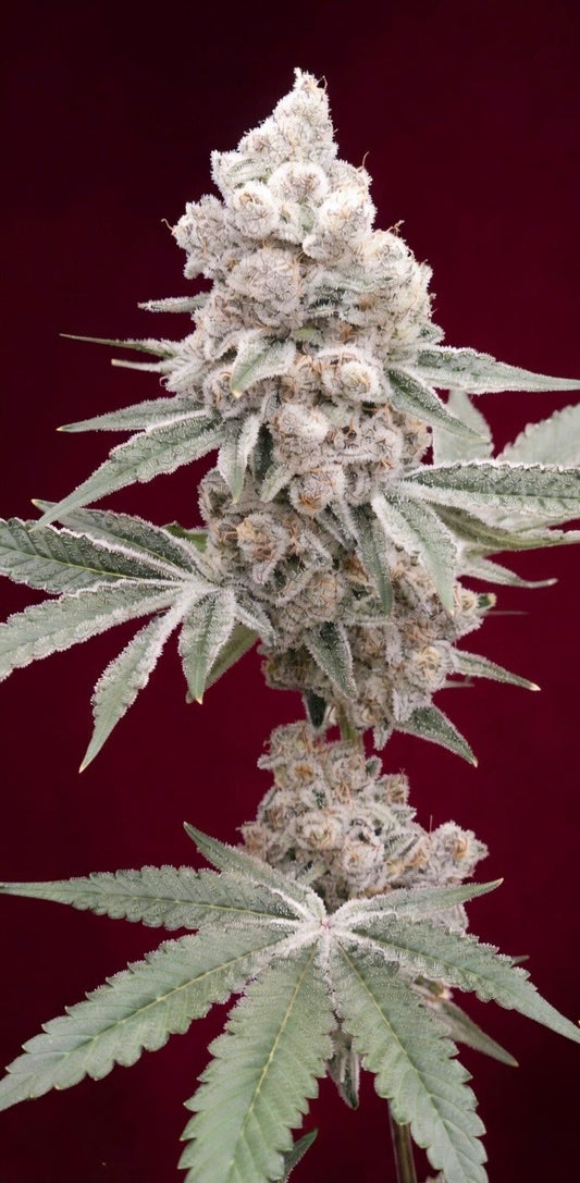 Frozen Trop Cherry S1 (Frozen Trop Cherry x Frozen Trop Cherry) 5 seeds