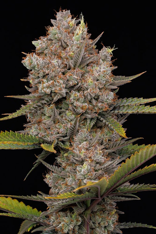 Hella Jelly Autoflower (Hella Jelly x Jelly Donutz Auto) 5 seeds