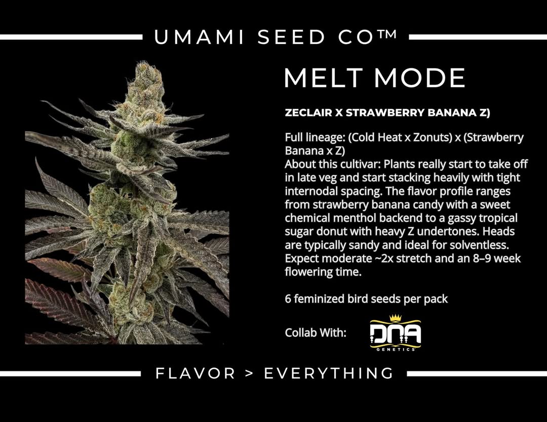 MELT MODE (Zeclair (Cold Heat × Zonutts) × (Strawberry Banana × Z)) 6 seeds + 3 Sour Diesel x Zoda