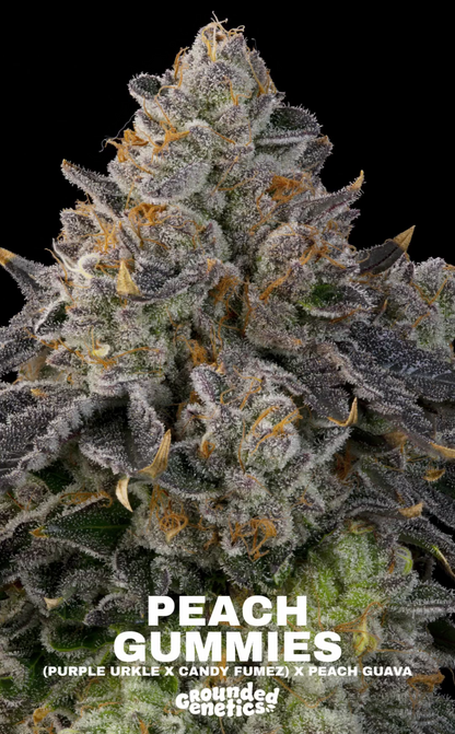 Peach Gummies ((Purple Urkle x Candy Fumez) x Peach Guava) 7 seeds