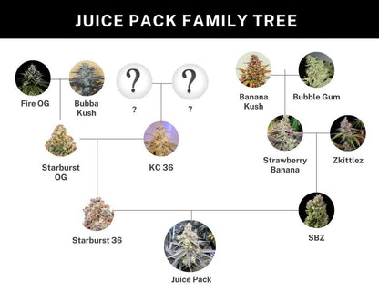 JUICE PACK (Starburst 36 (Starburst OG × KC 36) × (Strawberry Banana × Z)) 6 seeds + 3 Sour Diesel x Zoda