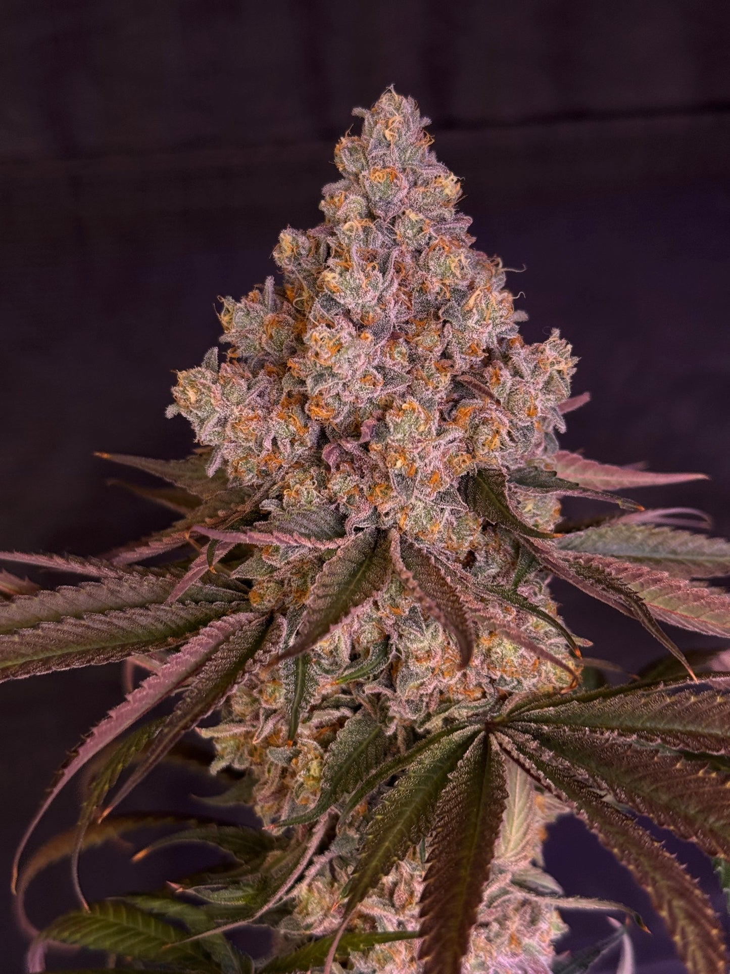 Dalai Crisp (Apple Jacked (RoGro Cut) x Double Dalai F5) (REGS) 10 seeds