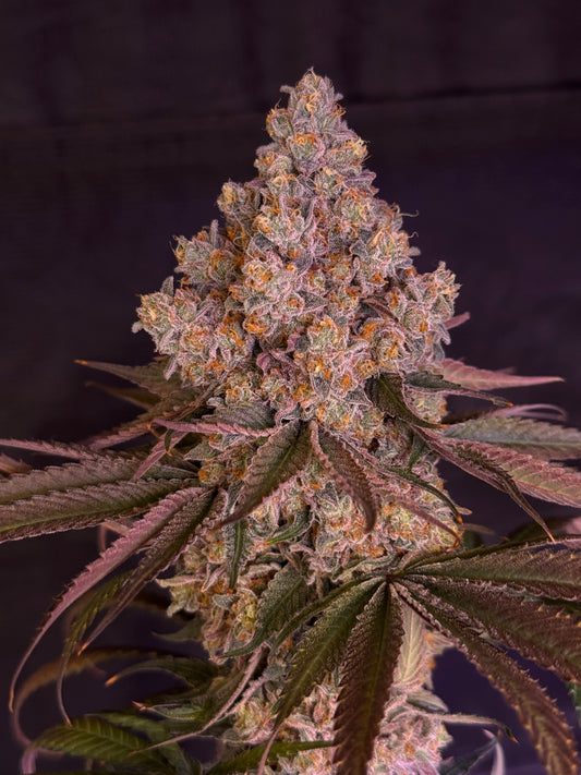 Dalai Crisp (Apple Jacked (RoGro Cut) x Double Dalai F5) (REGS) 10 seeds