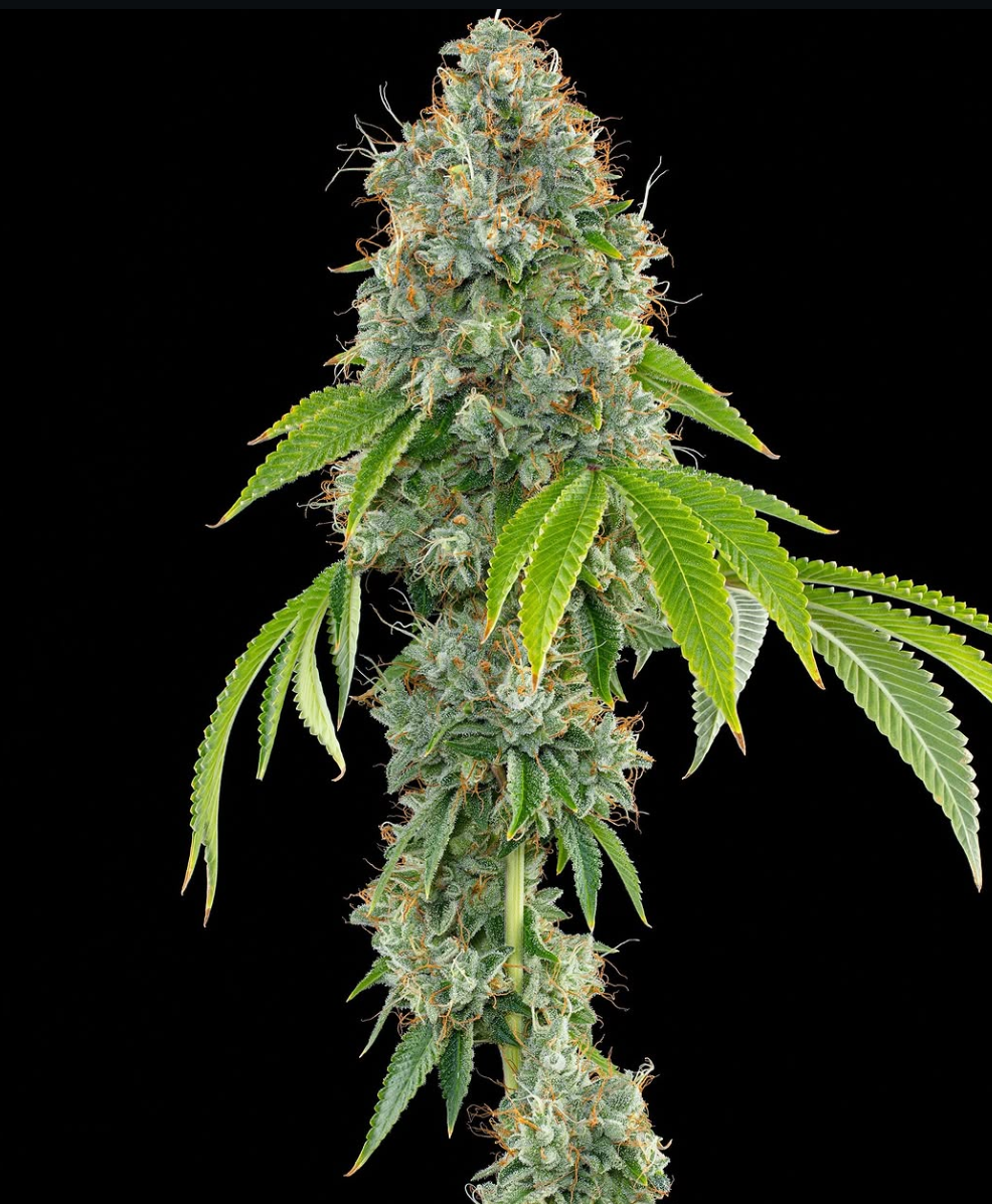 Lime OG (Triangle Kush x Pink Limez) 7 seeds + 4 Permanent Fresca
