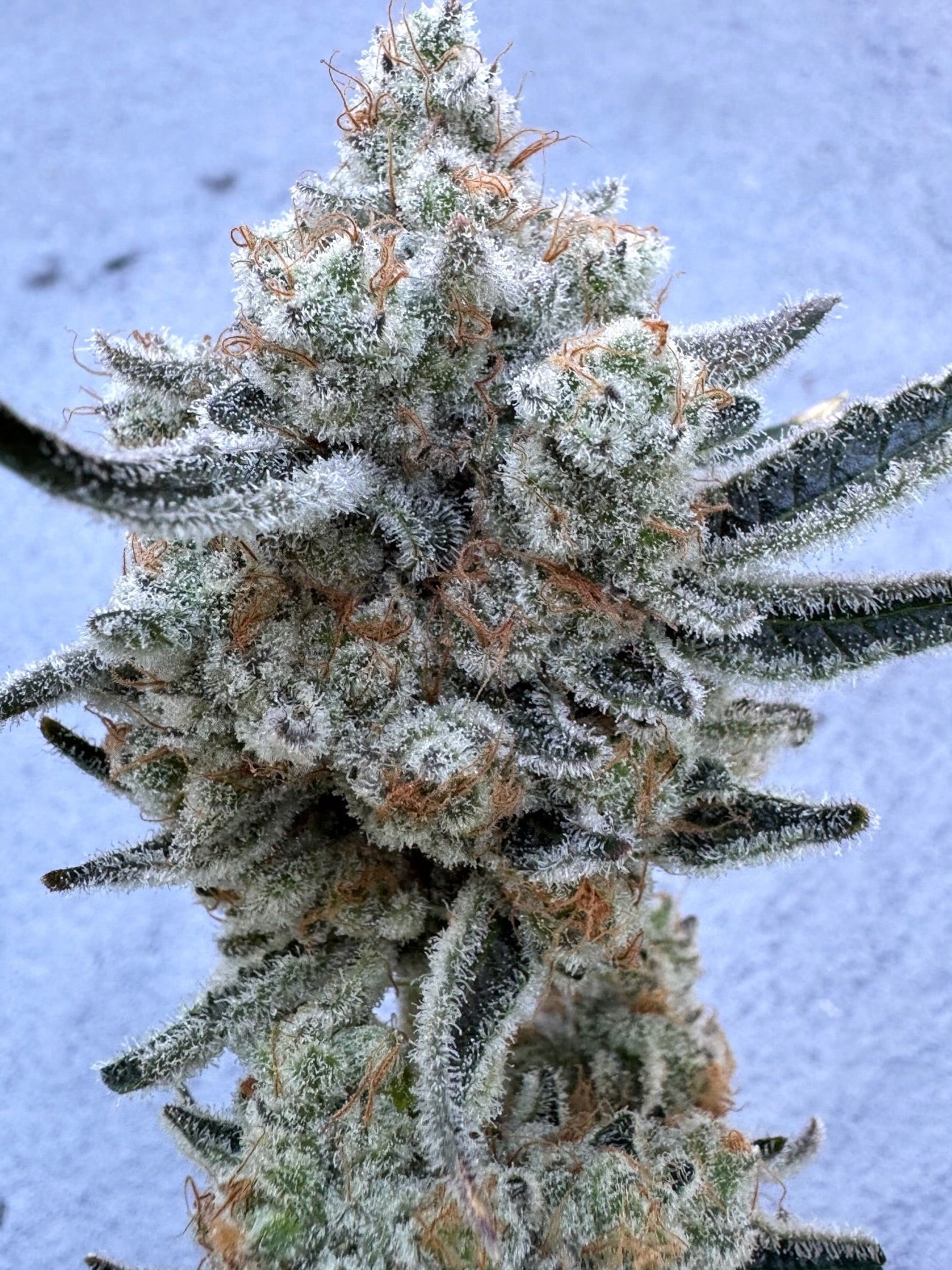 35K (Permanent Chimera #35 x Kush n Keyz #13) 10 seeds