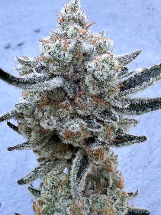 35K (Permanent Chimera #35 x Kush n Keyz #13) 10 seeds