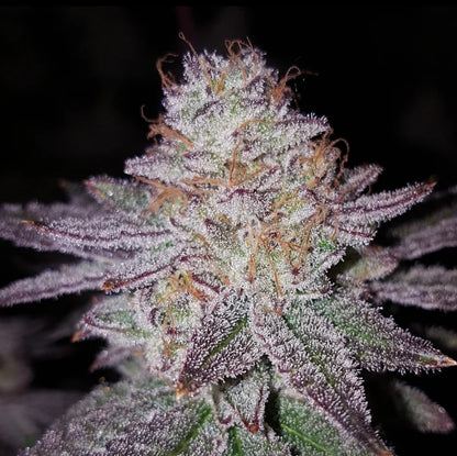 White Truffle x Chimera (FEM) 6-Pack