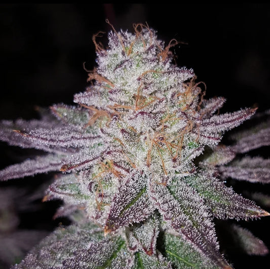 White Truffle x Chimera (FEM) 6-Pack