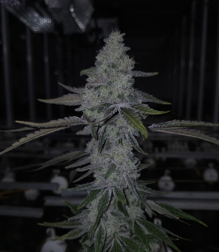 CAP Junky (Alien Cookies F2 × Kush Mints 11) 11 regular seeds