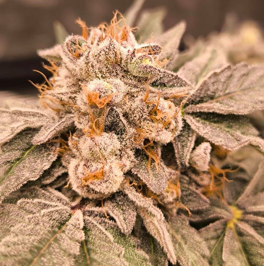 Sour Diesel x Bath House 5 feminized seeds