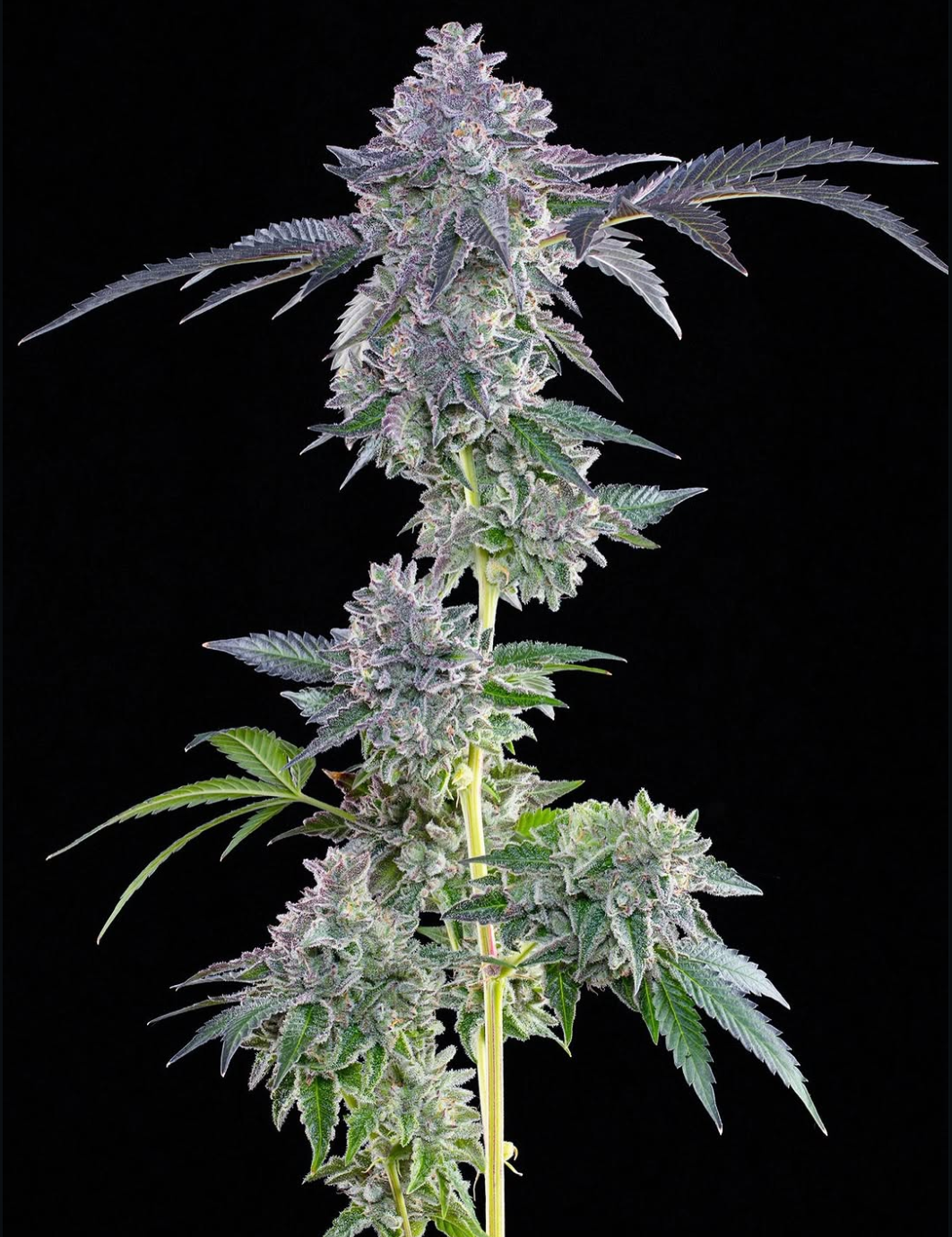 Lime Zerb (Zerb OG x Pink Limez) 7 seeds + 4 Permanent Fresca