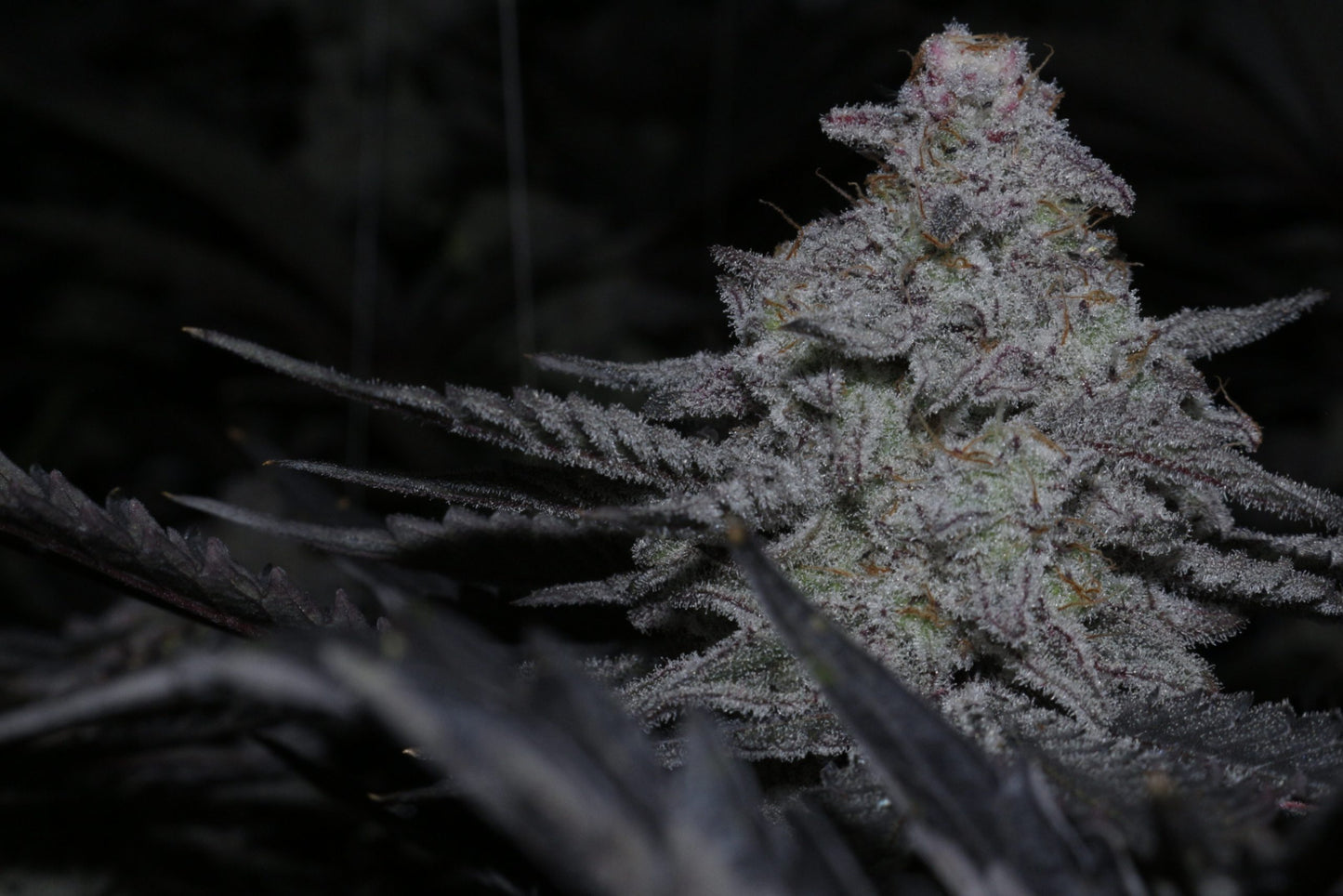 Original MAC (Alien Cookies F2 and Miracle 15) 10 regular seeds