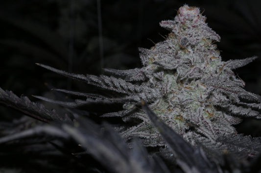 Original MAC (Alien Cookies F2 and Miracle 15) 10 regular seeds