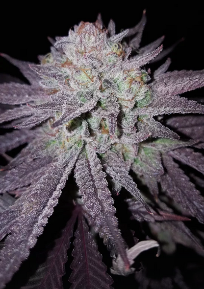 [(Blue Cookies x Sunset Sherbet) x Zkittlez] (Fem) 6 seeds