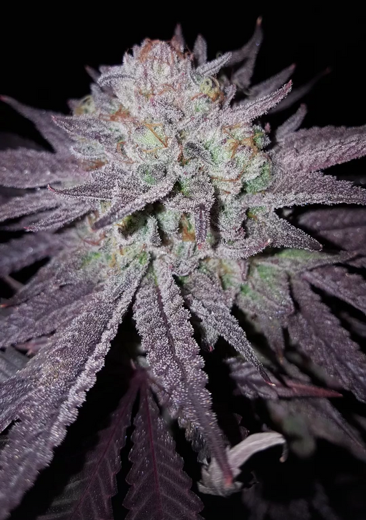 [(Blue Cookies x Sunset Sherbet) x Zkittlez] (Fem) 6 seeds