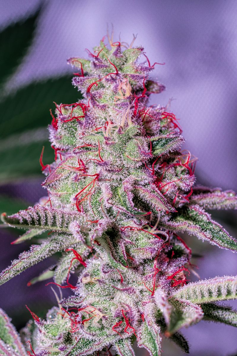 Rainbow MAC S1 10+ feminized Seeds
