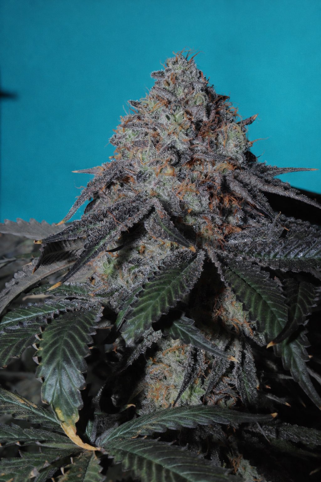 Ocean Fruit F2 5 seeds + 2 Ocean Blue (Blueberry x Ocean Fruit)