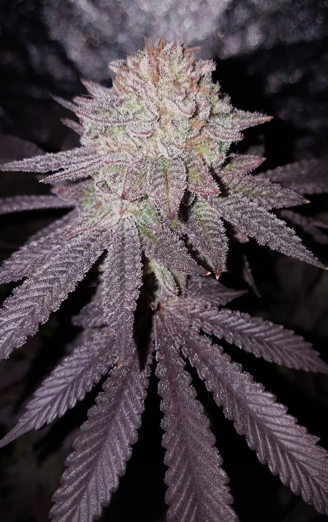 White Truffle x Chimera (FEM) 6-Pack