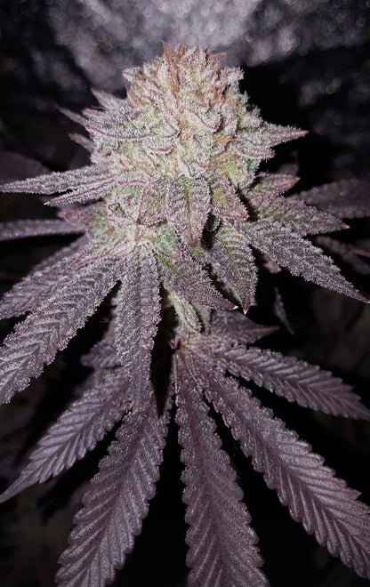 White Truffle x Chimera (FEM) 6-Pack