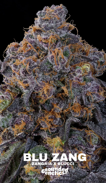 Blu Zang (Zangria x Blucci) 7 seeds