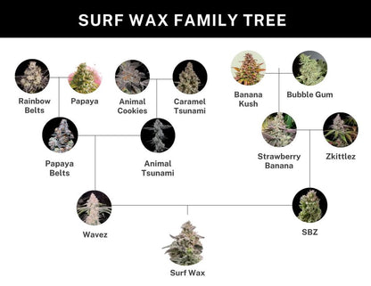 SURF WAX (Wavez ((Papaya) × Rainbow Belts × Animal Tsunami) × (Strawberry Banana × Z)) 6 seeds + 3 Sour Diesel x Zoda
