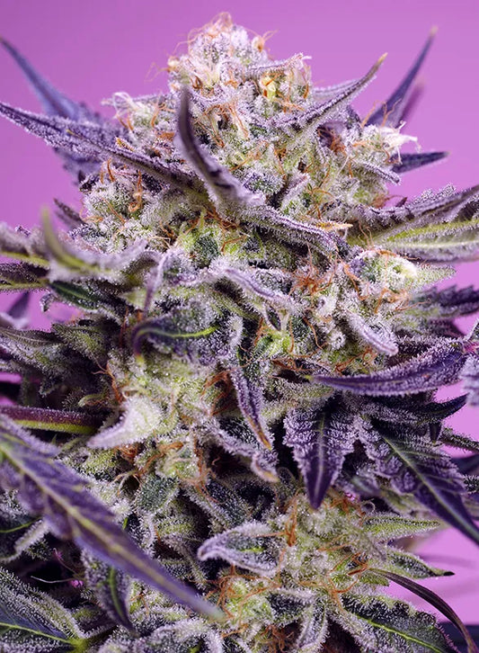 Pink Guava F1 Fast Version (Pink Guava x Red Gorilla Girl XL Auto®) 7 seeds