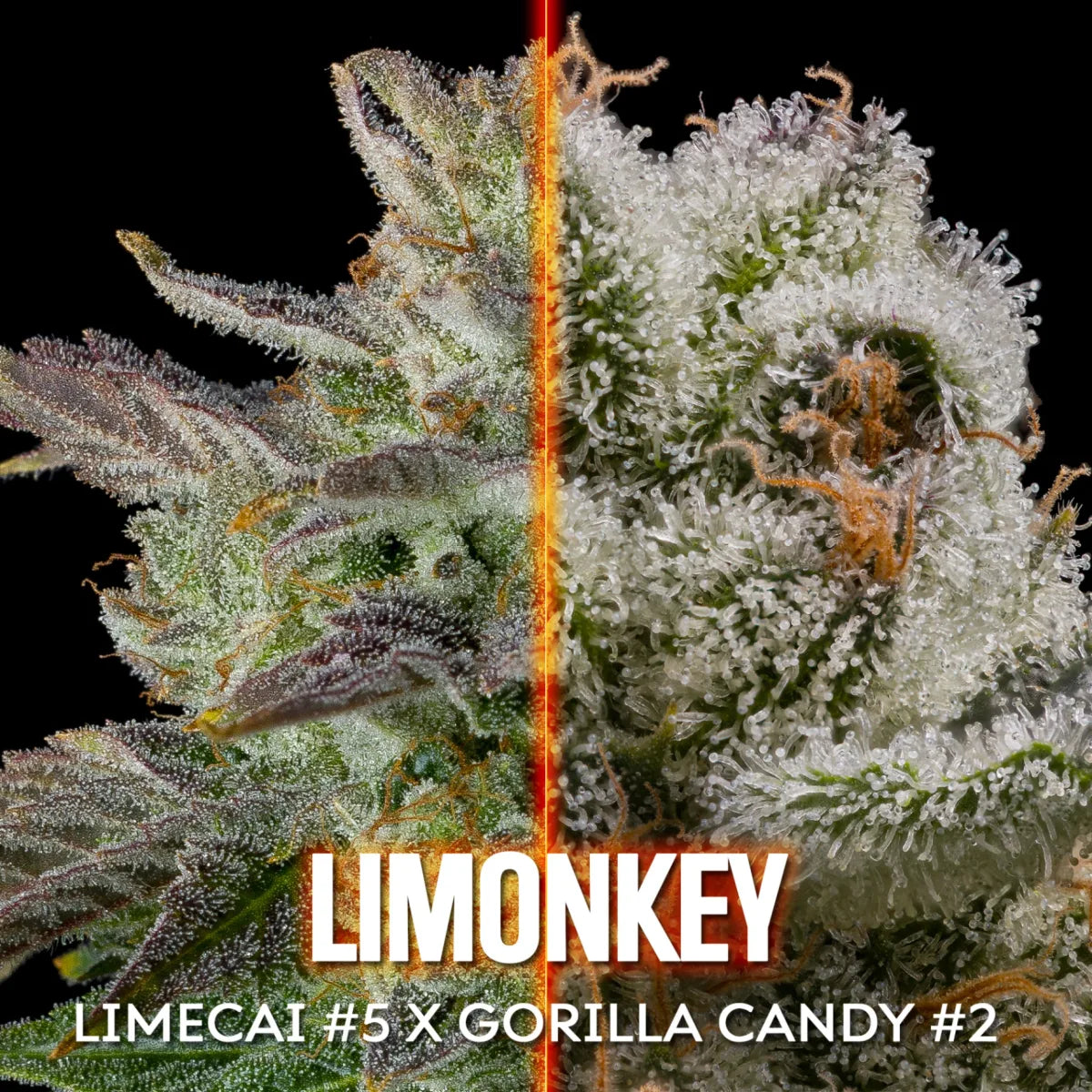 Limonkey (Limecai x Gorilla Candy) 10 regular seeds