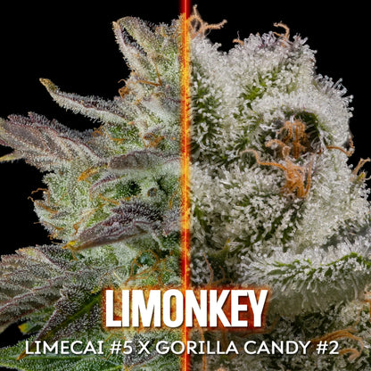 Limonkey (Limecai x Gorilla Candy) 10 regular seeds