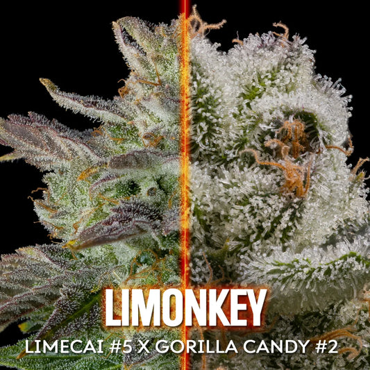 Limonkey (Limecai x Gorilla Candy) 10 regular seeds