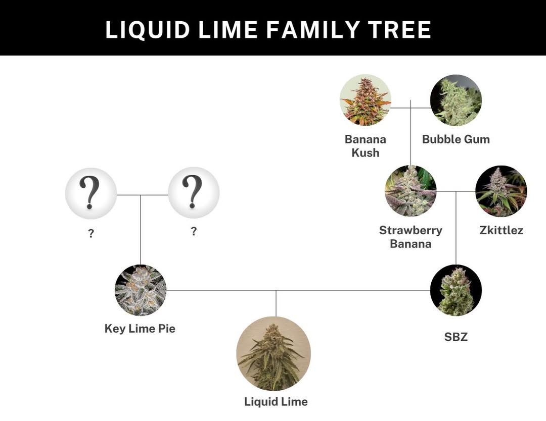LIQUID LIME (Key Lime Pie (Unknown Cookies phenotype) × (Strawberry Banana × Z)) 6 seeds + 3 Sour Diesel x Zoda