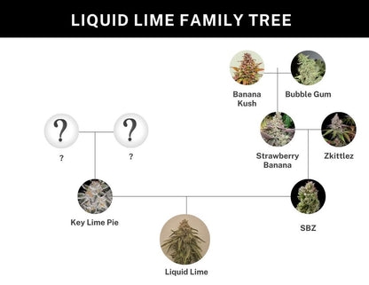 LIQUID LIME (Key Lime Pie (Unknown Cookies phenotype) × (Strawberry Banana × Z)) 6 seeds + 3 Sour Diesel x Zoda