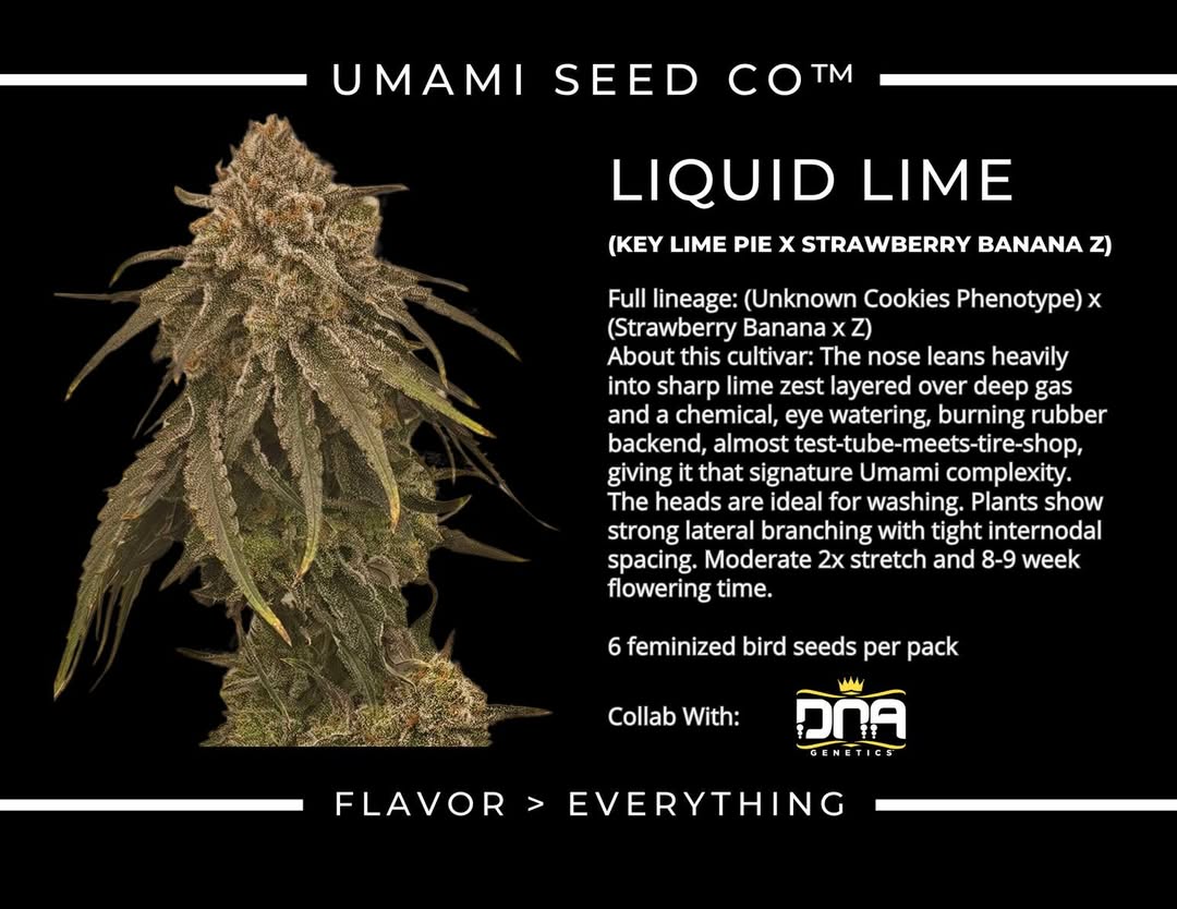 LIQUID LIME (Key Lime Pie (Unknown Cookies phenotype) × (Strawberry Banana × Z)) 6 seeds + 3 Sour Diesel x Zoda