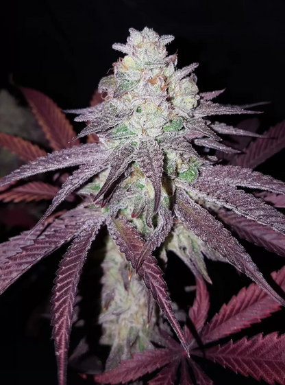 Rainbow Sherbet #11 (Fem) 6 seeds