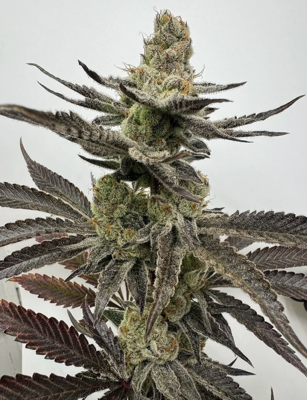 MELT MODE (Zeclair (Cold Heat × Zonutts) × (Strawberry Banana × Z)) 6 seeds + 3 Sour Diesel x Zoda