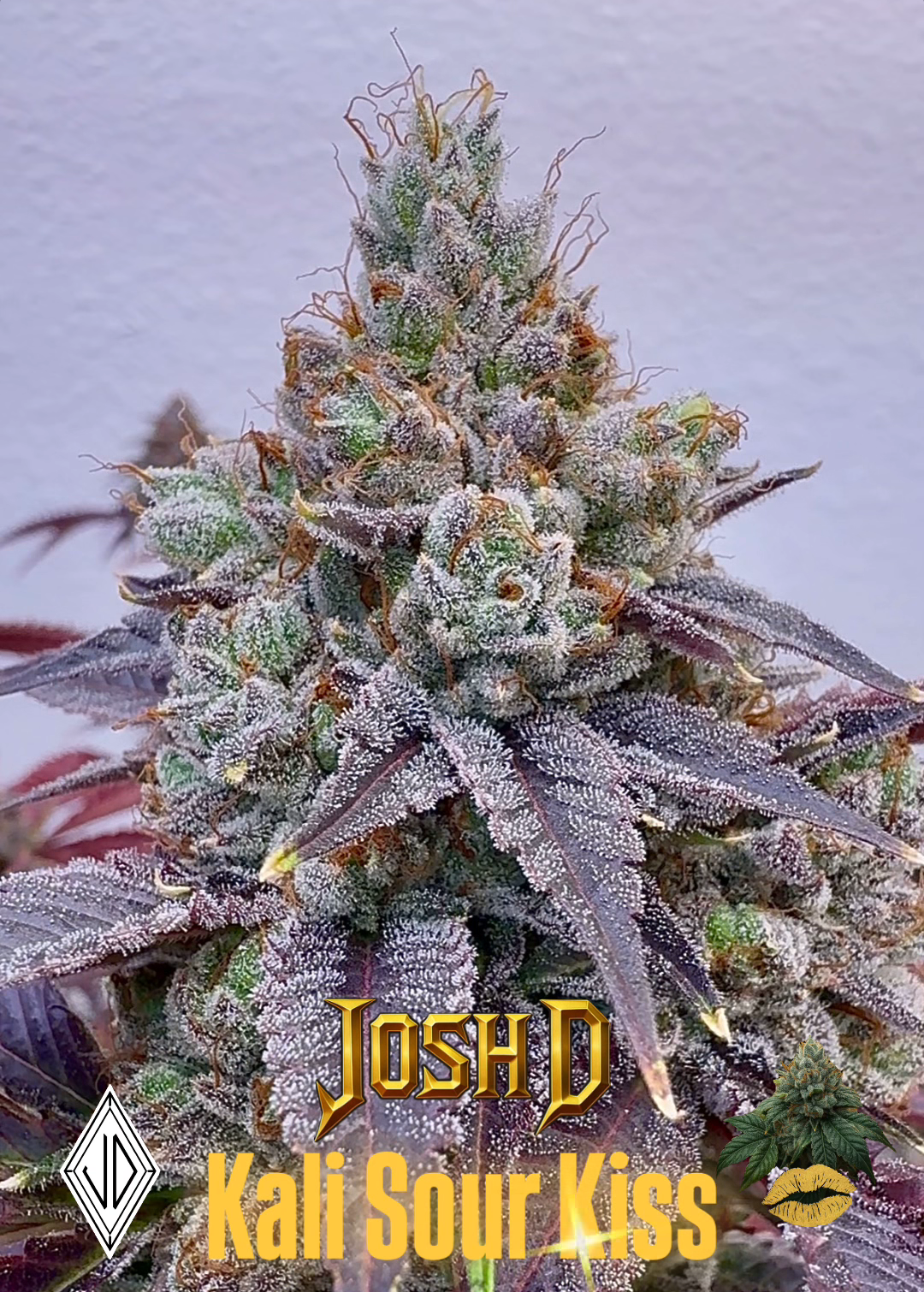 Kali Sour Kiss (Kali Sour Kush x The Smooch) Reg 12 seeds