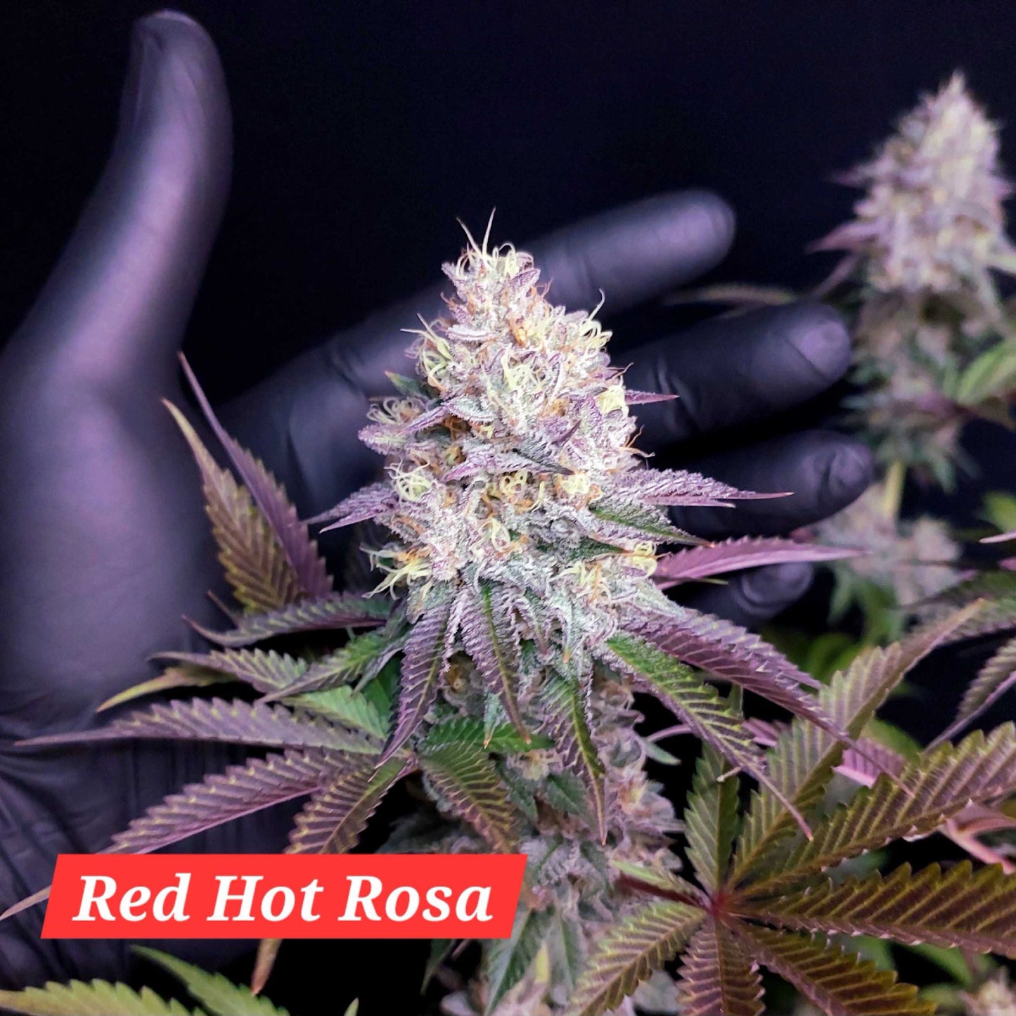 Red Hot Rosa (Red Hot Cookies x Limonada Rosa) 5 seeds