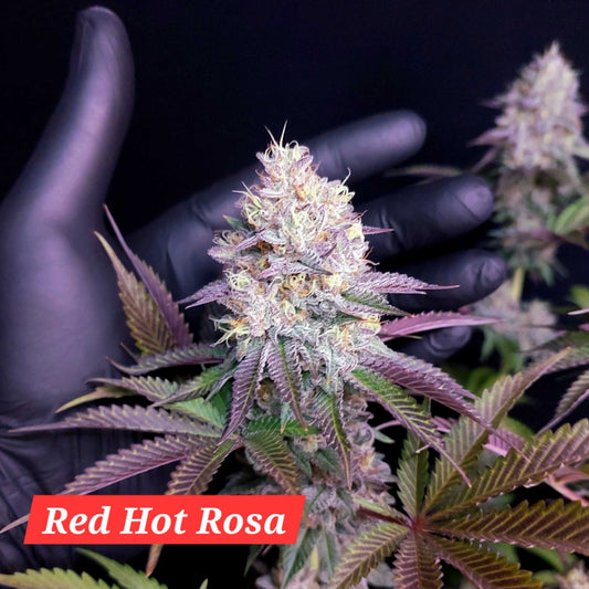 Red Hot Rosa (Red Hot Cookies x Limonada Rosa) 5 seeds