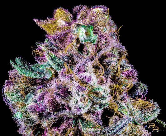 The Zoap S1 10 seeds